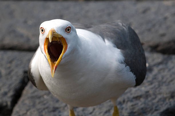 Create meme: seagull, angry seagull, seagull birds