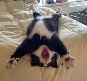 Создать мем: kitten, неправильный образ жизни, tuxedo cat