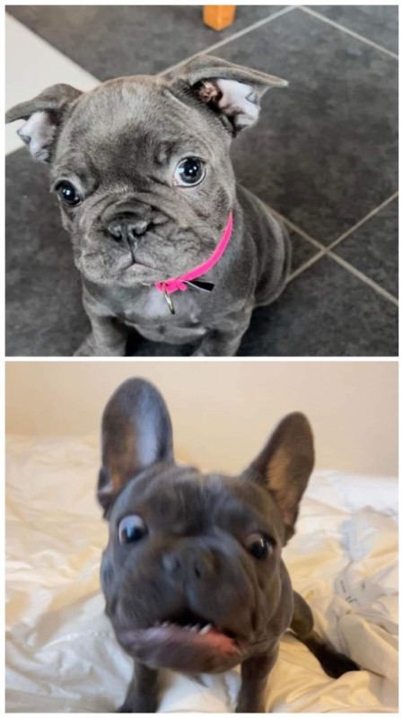 Create meme: breed French bulldog , dog French bulldog, French bulldog 