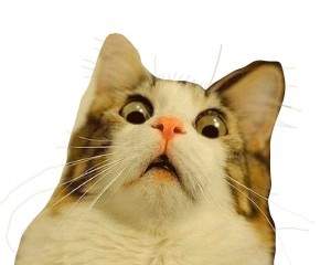 Create meme: Cat, cats, the surprised cat