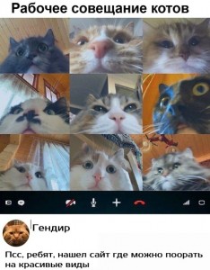 Создать мем: мемы с котами, кот, котик