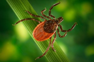 Create meme: the season of ticks, tick encephalitis, ticks