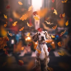 Create meme: Dog, the Wallpapers autumn animals, autumn dog GIF