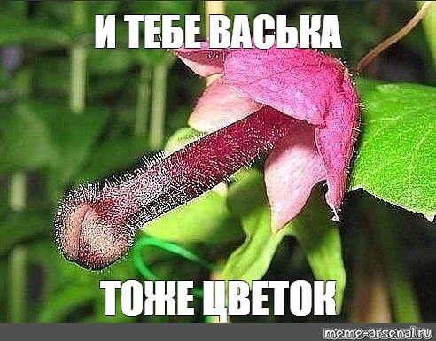 Я полью полью цветочек