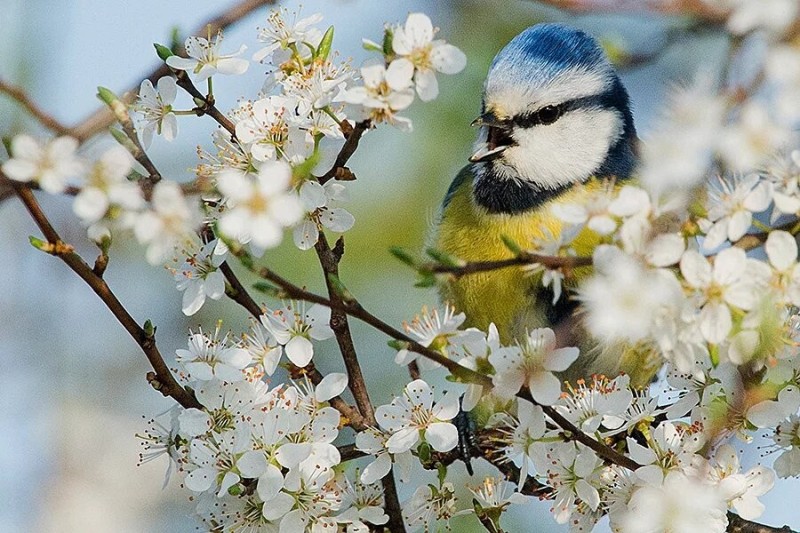 Create meme: birds in spring, spring birds, azure bird