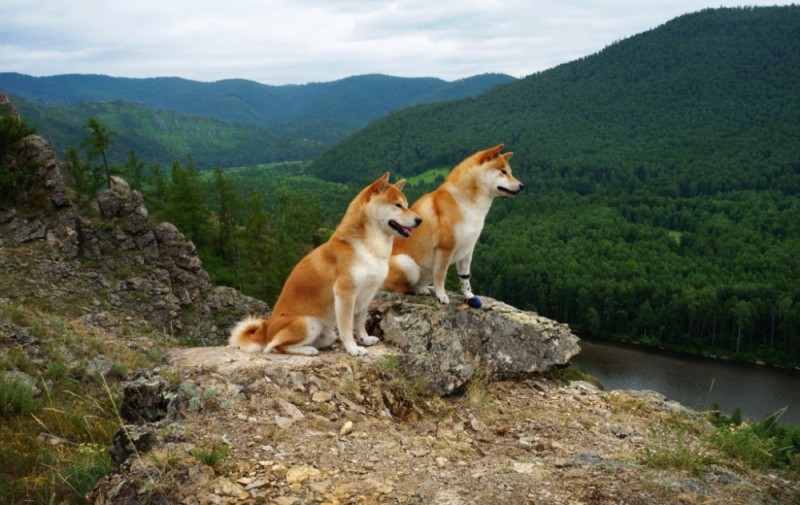 Create meme: akita inu, breed Akita inu, the breed is Shiba inu