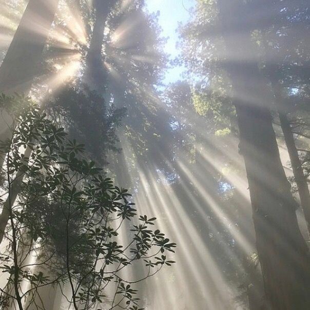 Create meme: the sun's rays, The rays of the sun through the trees, forest sun