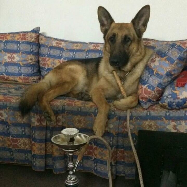 Create meme: I'm Commissioner Rex, I'm going to finish my smoke., German Shepherd adult, German shepherd 