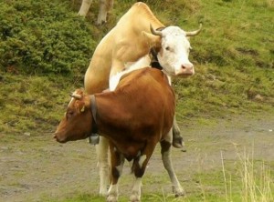 Создать мем: спаривание коров с быками, крупный рогатый скот, рогатый скот
