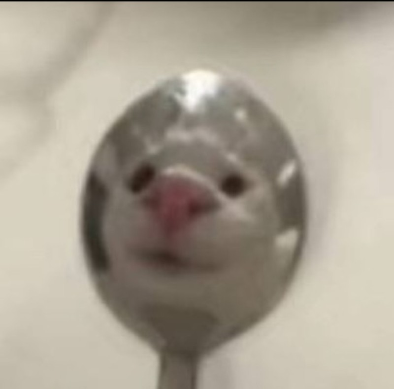 Create meme: Khomechek with a spoon meme, funny animals , spoon meme