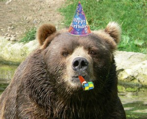Create meme: Kodiak animal, happy birthday grizzly bear, the muzzle of the bear