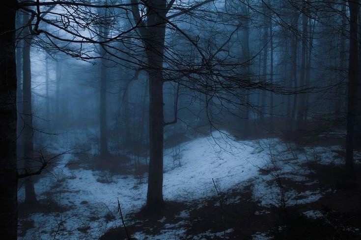Create meme: dark forest, dark winter forest, dark misty forest