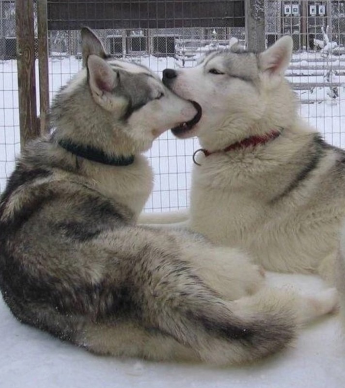 Create meme: Malamute and husky love, alaskan malamute breed, alaskan husky