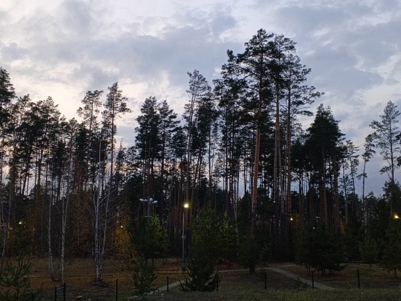 Создать мем: пестовский лесопарк, пестовский парк, сосновый бор