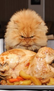 Create meme: funny cats, the cat and the chicken, hungry cats funny pictures