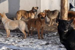 Создать мем: бездомные собаки, свора собак, стая собак