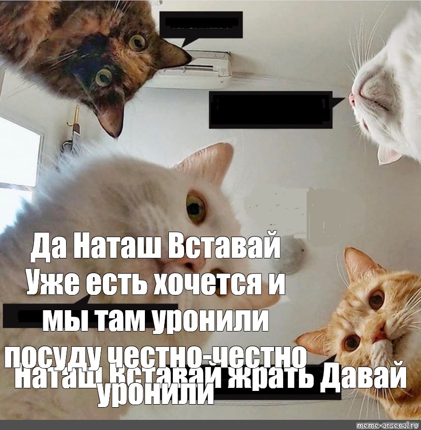 Про вставай. Котики Наташа вставай. Мем с котами Наташа вставай. Наташа вставай мы все уронили. Наташа мы все уронили коты Мем.