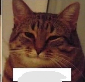 Create meme: meme cat, memes cats, smiling cat meme