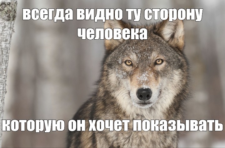 Работа не волк мем. Волк Мем. Мемы с волками. Мем волк терпит. Волк не бойся.