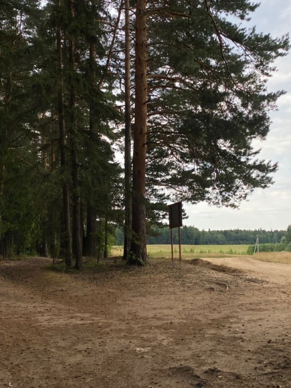 Create meme: pine tree, Repino Leningrad region, The world village of Roshchino