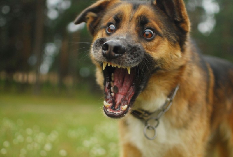 Create meme: mad dog , german shepherd dog is evil, sheepdog grin