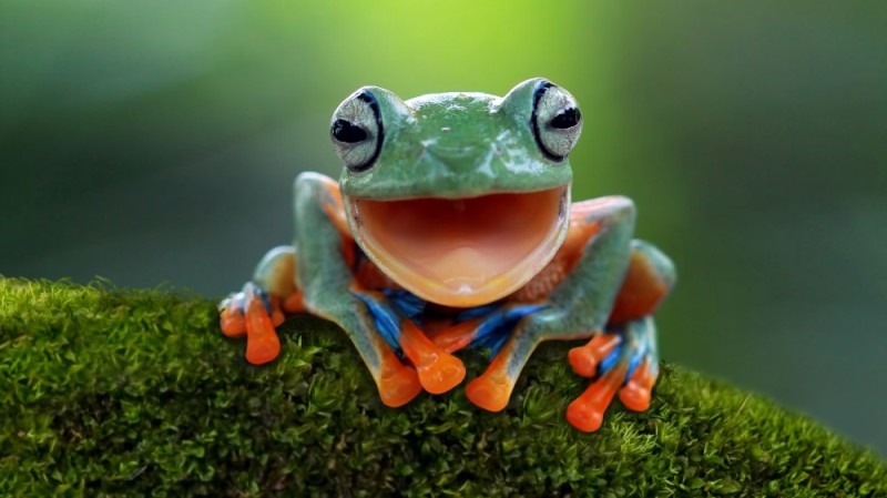 Create meme: amazing frog, the frog smiles, tree frogs