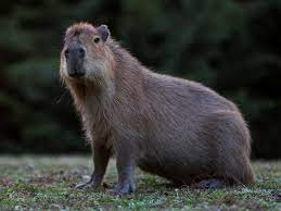 Create meme: capybara animal, capybaras