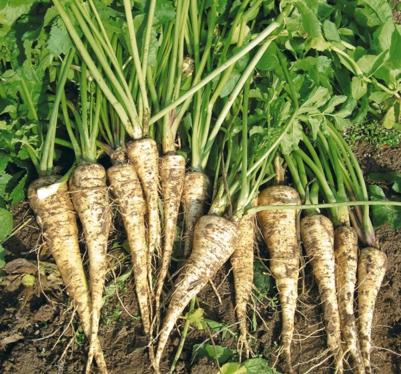 Create meme: parsnip plant, parsnip root vegetable, parsnips are a vegetable