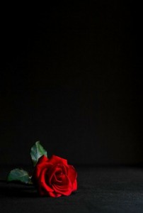 Create meme: rose on black background, beautiful roses, red rose