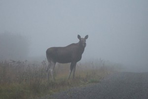 Создать мем: волшебный олень, олень, moose