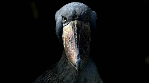 Создать мем: черная птица с большим клювом, shoebill stork птица, клюв птицы