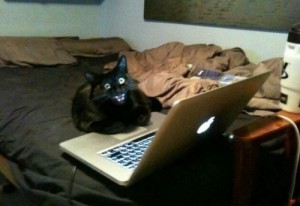 Создать мем: котэ, человек с компьютером, наглый кот
