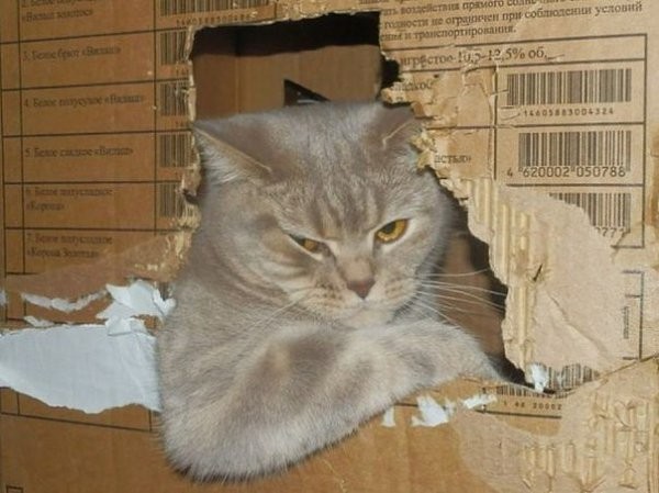 Create meme: cat , cat , cat in a cardboard box