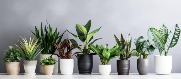 Create meme: plant , indoor plants, potted plants