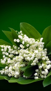 Create meme: Lily of the valley bouquet