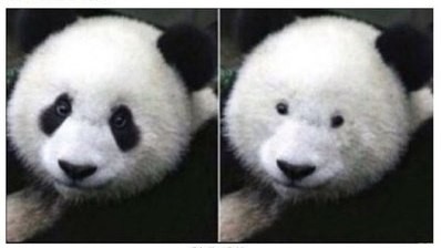 Create meme: Panda Panda, panda without black circles around the eyes, Panda without black circles 