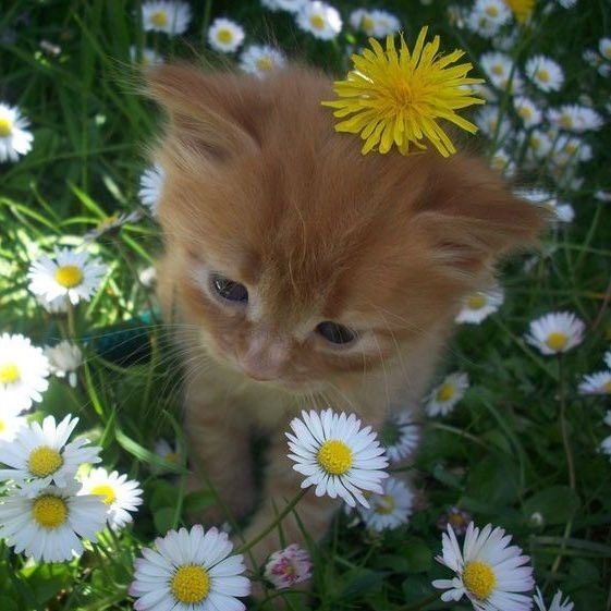 Create meme: The seals have blossomed, kitten in dandelions, A red-haired kitten in a field with dandelions