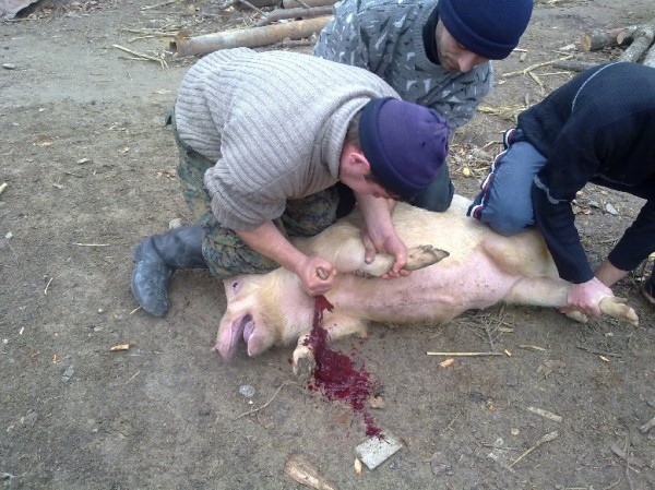 Create meme: pig slaughter, slaughter of pigs, butchering of pig carcass