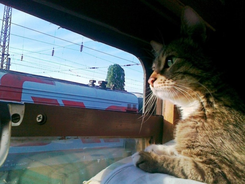 Create meme: The cat train, cats on the train, The cat on the train