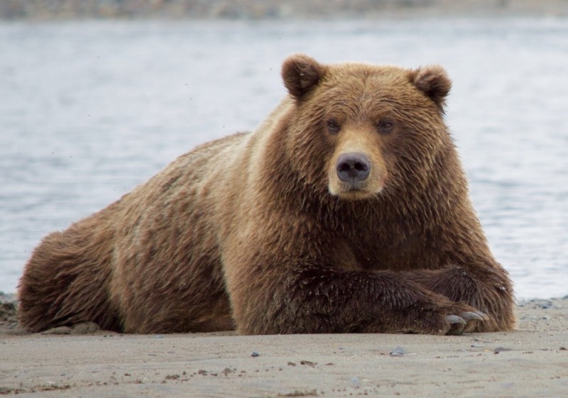 Create meme: bear bear, brown bear kodiak, grizzly bear 