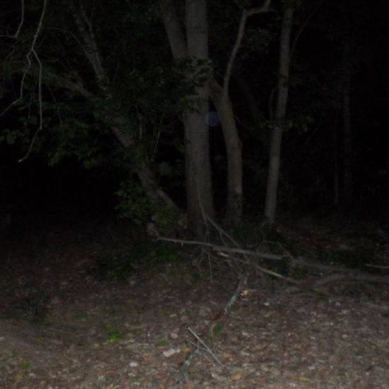 Create meme: the forest is creepy, night forest , dark forest