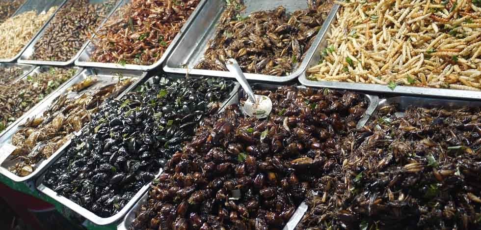 Жареные тараканы в тайланде фото