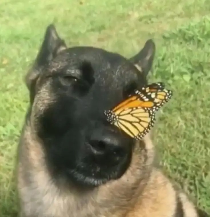 Create meme: shepherd with a butterfly, a dog with a butterfly on his nose, butterfly on the nose 