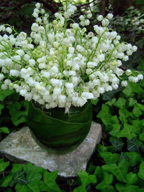 Create meme: terry lily of the valley, lilies of the valley in a flower bed, lilies of the valley in spring