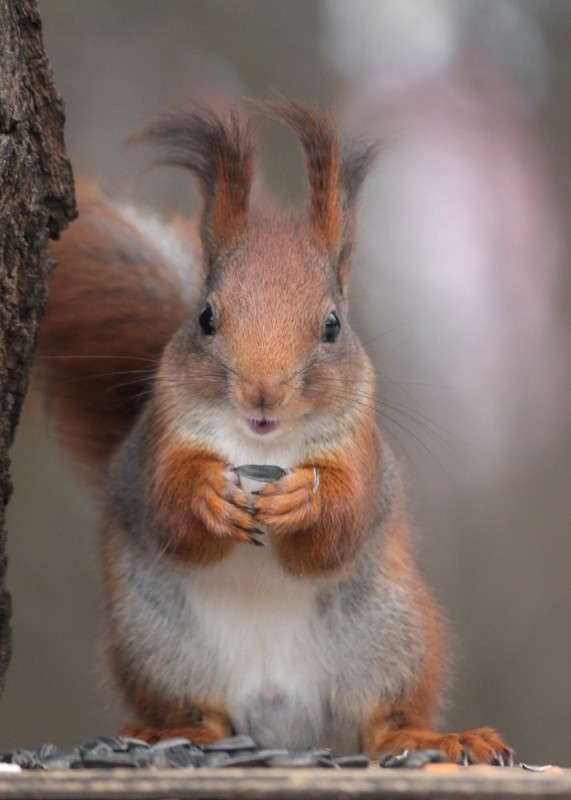 Create meme: a squirrel with a nut, protein protein, big squirrel