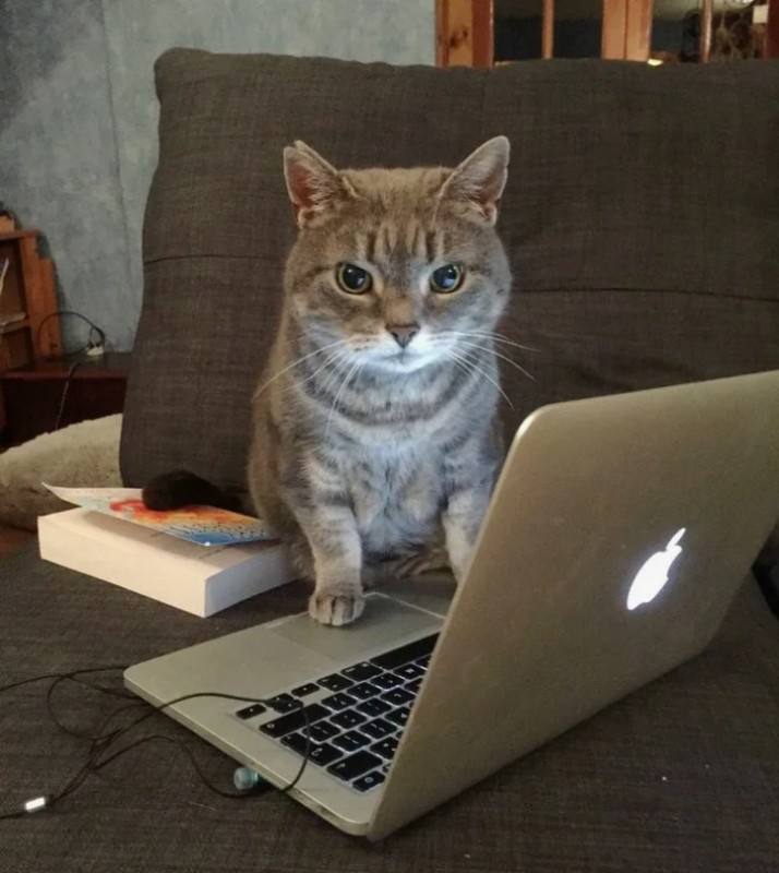Создать мем: котенок за компьютером, котики, кот