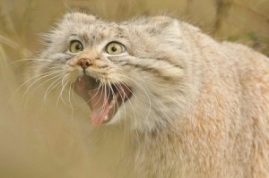 Create meme: emotional cat, cat in, pallas cat