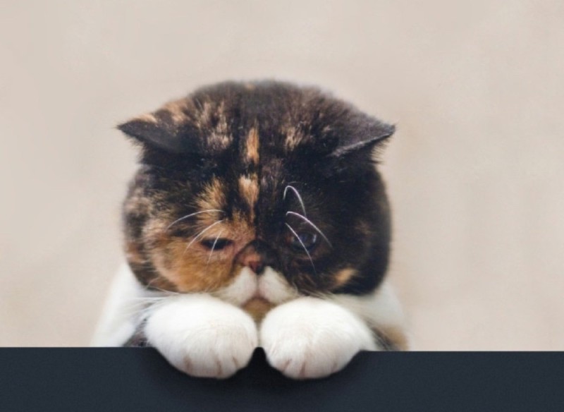 Create meme: offended cat, a very sad cat, sad cat