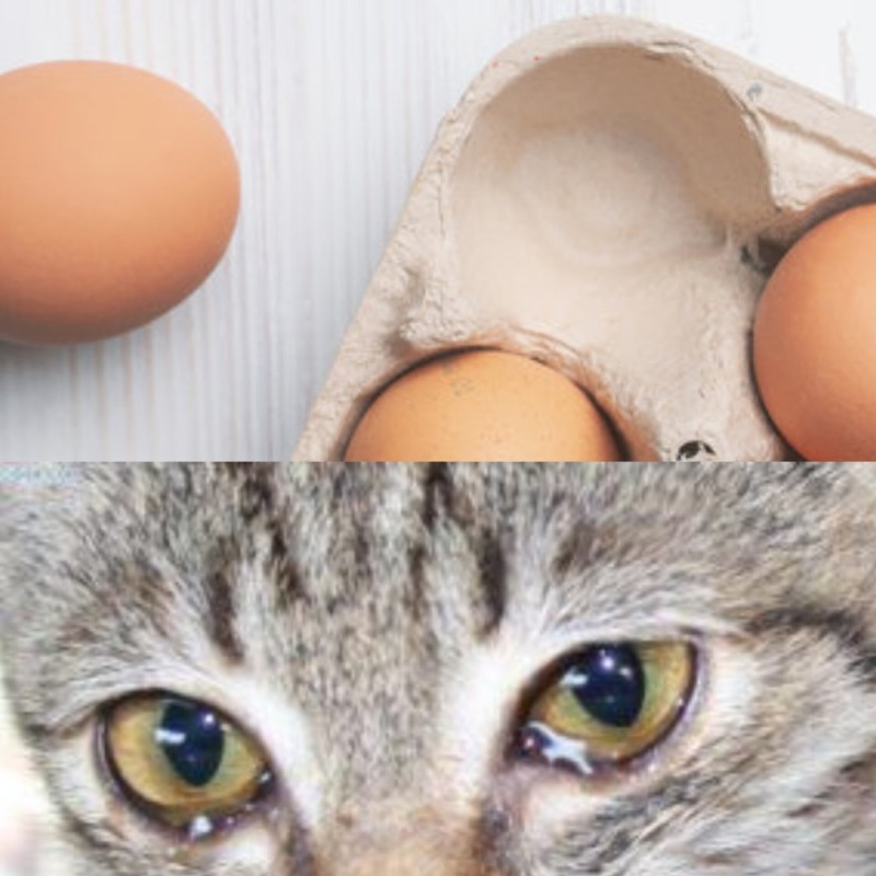 Создать мем: ласковая кошка, глаза у кошки, обиженная кошка