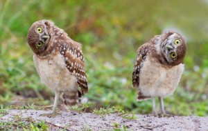 Создать мем: owls, сова, cute owl